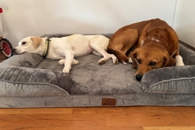 COCCOLA, Hund, Mischlingshund in Hürth - Bild 5