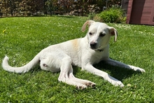 COCCOLA, Hund, Mischlingshund in Hürth - Bild 6