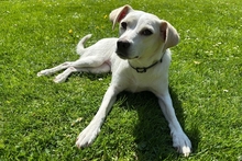 COCCOLA, Hund, Mischlingshund in Hürth - Bild 7