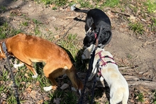 COCCOLA, Hund, Mischlingshund in Hürth - Bild 8