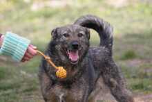 CHERRY, Hund, Mischlingshund in Ungarn - Bild 4