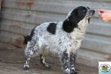 MERLE, Hund, Mischlingshund in Ungarn - Bild 1