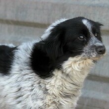 MERLE, Hund, Mischlingshund in Ungarn - Bild 2