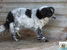 MERLE, Hund, Mischlingshund in Ungarn - Bild 3