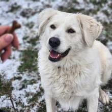 FANNI, Hund, Mischlingshund in Ungarn - Bild 1