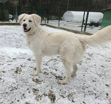 FANNI, Hund, Mischlingshund in Ungarn - Bild 2