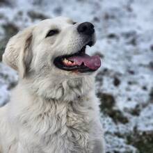 FANNI, Hund, Mischlingshund in Ungarn - Bild 3