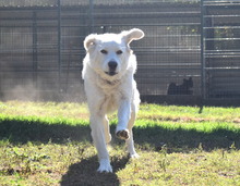 FANNI, Hund, Mischlingshund in Ungarn - Bild 5