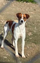 AMALA, Hund, Bodeguero Andaluz-Mix in Spanien - Bild 1