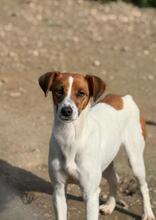 AMALA, Hund, Bodeguero Andaluz-Mix in Spanien - Bild 2