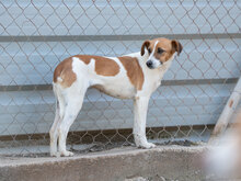 AMALA, Hund, Bodeguero Andaluz-Mix in Bad Fallingbostel