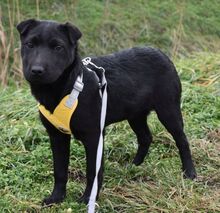 NANDA, Hund, Shar Pei-Mix in Ungarn - Bild 2