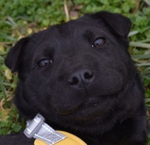 NANDA, Hund, Shar Pei-Mix in Ungarn - Bild 3