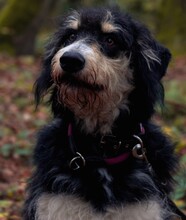 NACHO, Hund, Mischlingshund in Alfter - Bild 3