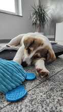 DESTINY, Hund, Mischlingshund in Passau - Bild 2