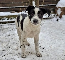 OZZY, Hund, Mischlingshund in Bulgarien - Bild 2