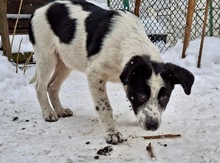 OZZY, Hund, Mischlingshund in Bulgarien - Bild 3