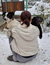 OZZY, Hund, Mischlingshund in Bulgarien - Bild 5