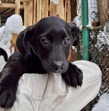 RAVEN, Hund, Mischlingshund in Bulgarien - Bild 1