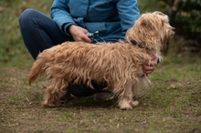 FETTUCINE, Hund, Mischlingshund in Ungarn - Bild 10