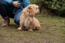 FETTUCINE, Hund, Mischlingshund in Ungarn - Bild 12