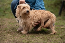 FETTUCINE, Hund, Mischlingshund in Ungarn - Bild 14