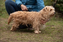 FETTUCINE, Hund, Mischlingshund in Ungarn - Bild 15