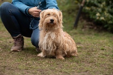 FETTUCINE, Hund, Mischlingshund in Ungarn - Bild 2