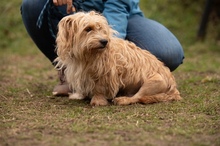 FETTUCINE, Hund, Mischlingshund in Ungarn - Bild 3