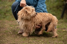 FETTUCINE, Hund, Mischlingshund in Ungarn - Bild 5