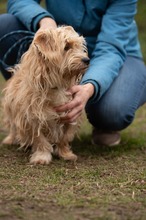 FETTUCINE, Hund, Mischlingshund in Ungarn - Bild 6