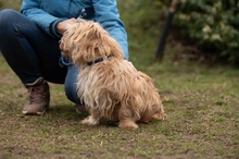 FETTUCINE, Hund, Mischlingshund in Ungarn - Bild 9