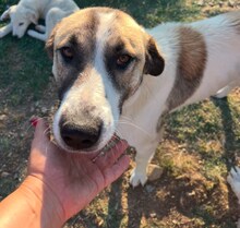 PENNYII, Hund, Mischlingshund in Griechenland - Bild 2