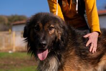 ASIL, Hund, Mischlingshund in Türkei - Bild 1