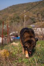 ASIL, Hund, Mischlingshund in Türkei - Bild 4