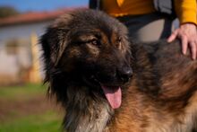 ASIL, Hund, Mischlingshund in Türkei - Bild 5