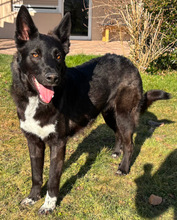 KODA, Hund, Mischlingshund in Althütte - Bild 2