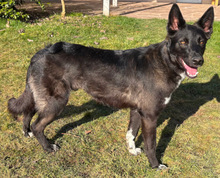 KODA, Hund, Mischlingshund in Althütte - Bild 3