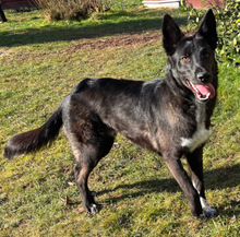 KODA, Hund, Mischlingshund in Althütte - Bild 4