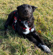 KODA, Hund, Mischlingshund in Althütte - Bild 5