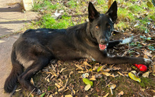 KODA, Hund, Mischlingshund in Althütte - Bild 7