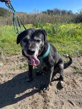 BRUNO, Hund, Labrador-Mix in Spanien - Bild 1