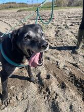 BRUNO, Hund, Labrador-Mix in Spanien - Bild 2