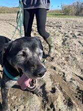 BRUNO, Hund, Labrador-Mix in Spanien - Bild 3