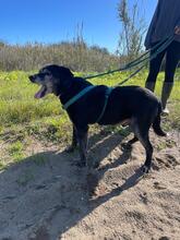 BRUNO, Hund, Labrador-Mix in Spanien - Bild 4