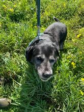 BRUNO, Hund, Labrador-Mix in Spanien - Bild 5