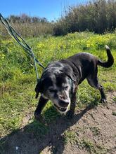 BRUNO, Hund, Labrador-Mix in Spanien - Bild 6