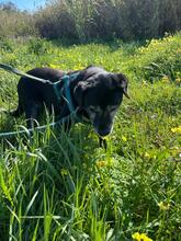 BRUNO, Hund, Labrador-Mix in Spanien - Bild 7