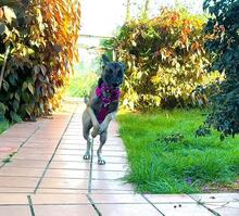 BELLA, Hund, Malinois-Podenco-Mix in Spanien - Bild 3