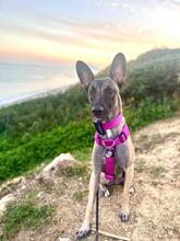 BELLA, Hund, Malinois-Podenco-Mix in Weilerswist - Bild 1